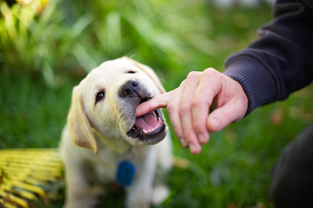 Ultimate Safe Dogs 2026: These are the 13 breeds of adorable dog that seldom bite or snap - including the loving Labrador Retriever 🐶