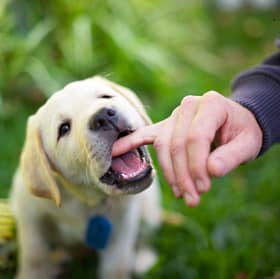 The 'terrifying' bite of the Labrador Retriever.