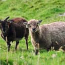 St Kilda's Soay sheep 
