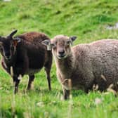 St Kilda's Soay sheep 