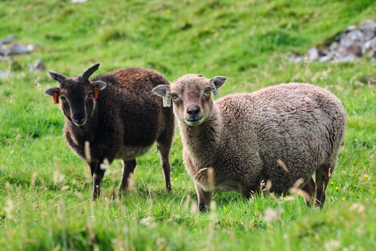 A warmer St Kilda could be changing the fate of its famous sheep