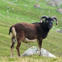 National Trust Scotland urged to euthanise ill St Kilda sheep ahead of winter