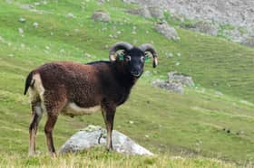 The Soay Sheep Project has been ongoing since the 1980s 