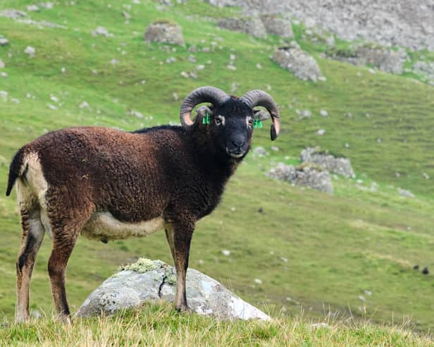 The Soay Sheep Project has been ongoing since the 1980s 