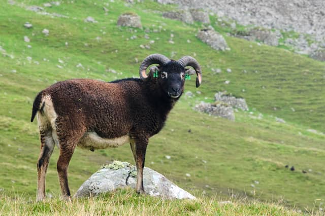 The Soay Sheep Project has been ongoing since the 1980s