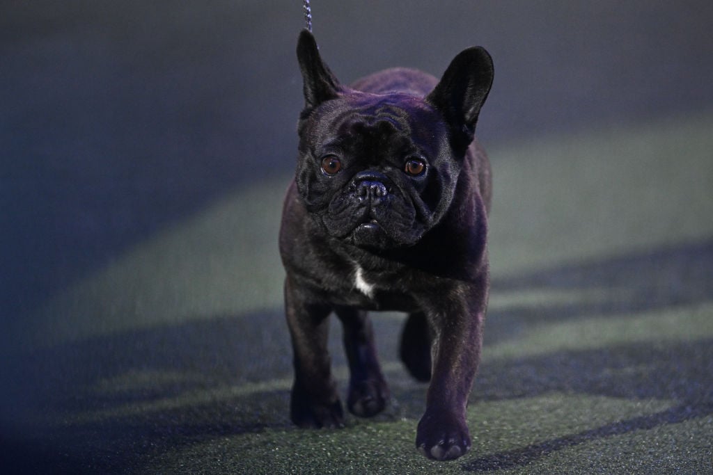 Least Vocal Dogs 2026: Here are the 15 quietest breeds of adorable dog that seldom bark - including the loving French Bulldog 🐶