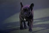 The French Bulldog is the second most popular dog in the UK (behind the significantly noisier Labrador Retriever). It is a particularly good choice for those living in flats, since they rarely bark and don't need a huge amount of room. 