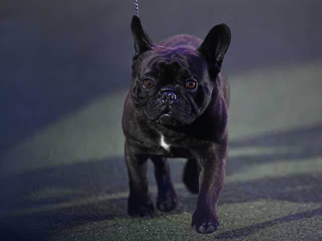 The French Bulldog is the second most popular dog in the UK (behind the significantly noisier Labrador Retriever). It is a particularly good choice for those living in flats, since they rarely bark and don't need a huge amount of room. 