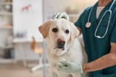 Some simple steps can minimise the chance of your dog needing a vet visit this autumn.