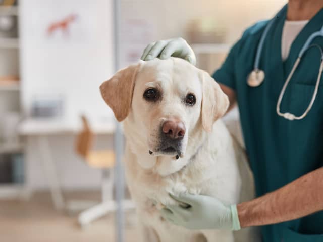 Some simple steps can minimise the chance of your dog needing a vet visit this autumn.