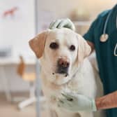 Some simple steps can minimise the chance of your dog needing a vet visit this autumn.
