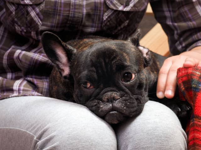 Some dogs are never happier than when curled up on their owner's lap.