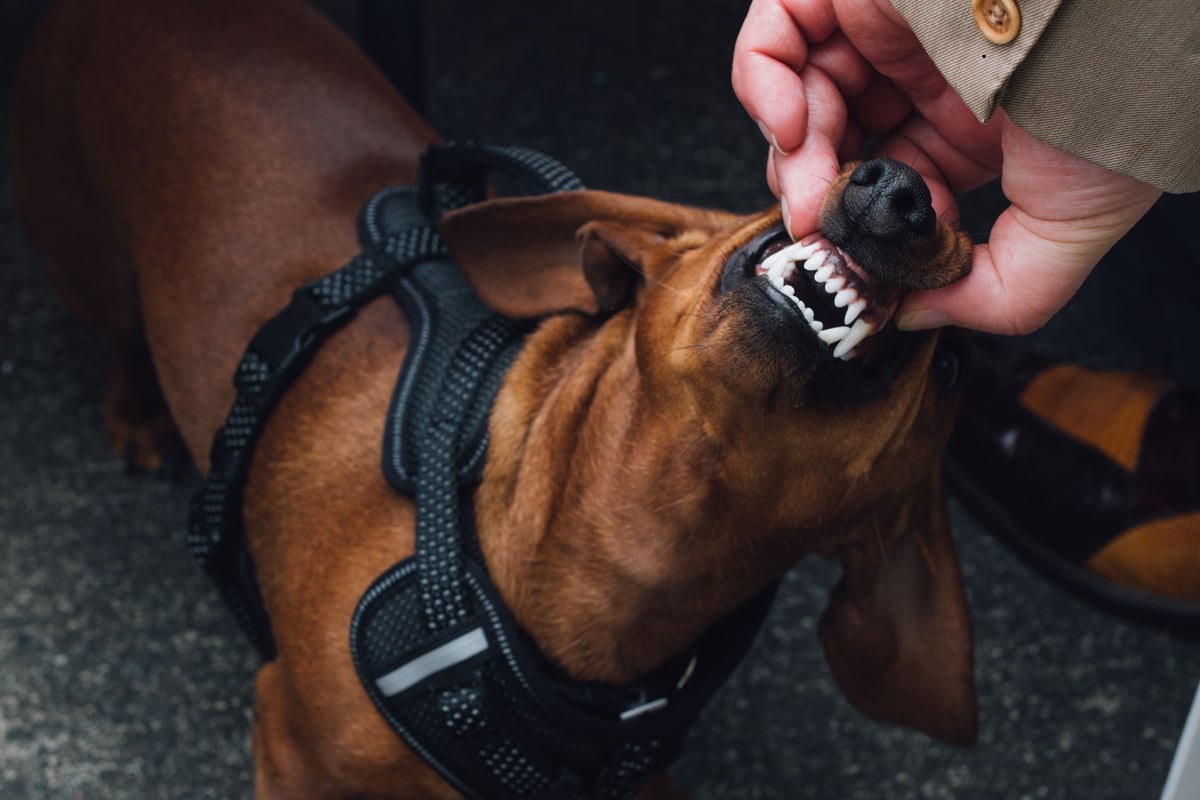 Dogs With Terrible Teeth 2026: These are the 13 breeds of adorable dog most at risk of dental problems - including the loving Pug 🐶