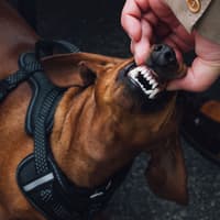 Dogs With Terrible Teeth 2026: These are the 13 breeds of adorable dog most at risk of dental problems - including the loving Pug 🐶