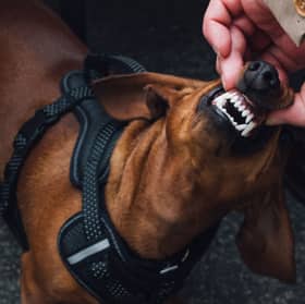 Dachshunds are one of the breeds of dog who commonly have troublesom teeth.