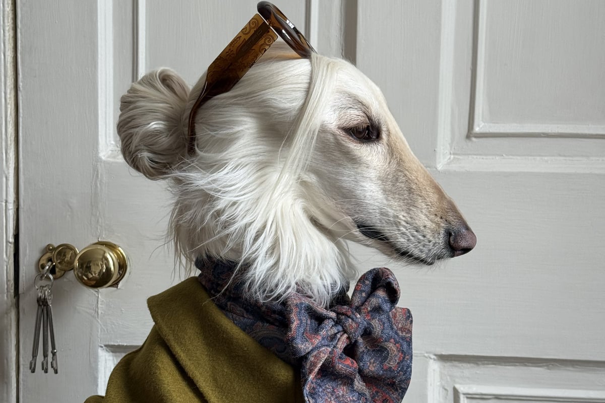 Is this Edinburgh's most stylish resident? Meet Samantha, the Afghan Hound taking the fashion world by storm