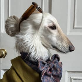 Samantha the Afghan Hound wearing green coat, scarf and sunglasses 