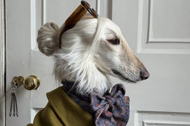 Samantha the Afghan Hound wearing green coat, scarf and sunglasses 