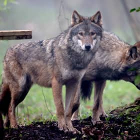 Wolves may not be the ecosystem engineers of popular imagination, but that doesn't mean we can't love them for who they are (Picture: Matt Cardy)