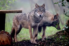 Wolves may not be the ecosystem engineers of popular imagination, but that doesn't mean we can't love them for who they are (Picture: Matt Cardy)