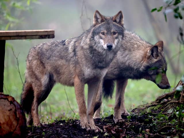 Wolves may not be the ecosystem engineers of popular imagination, but that doesn't mean we can't love them for who they are (Picture: Matt Cardy)