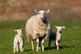 Sheep at Glensaugh Research Farm. Picture: The James Hutton Institute