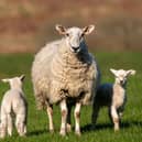 Sheep at Glensaugh Research Farm. Picture: The James Hutton Institute