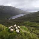 Sheep grazing at Shemore Farm in the Loch Lomond and Trossachs National Park 