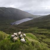 Sheep grazing at Shemore Farm in the Loch Lomond and Trossachs National Park 