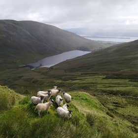 Sheep grazing at Shemore Farm in the Loch Lomond and Trossachs National Park 