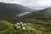 Sheep grazing at Shemore Farm in the Loch Lomond and Trossachs National Park 