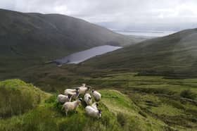 Sheep grazing at Shemore Farm in the Loch Lomond and Trossachs National Park