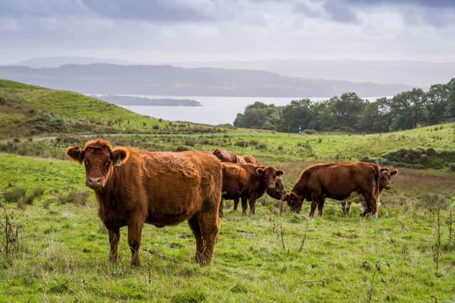 Cattle at Shemore Farm