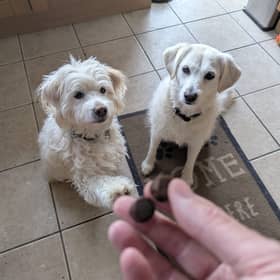 Rupert, left, and Honey, right, absolutely love their daily dose