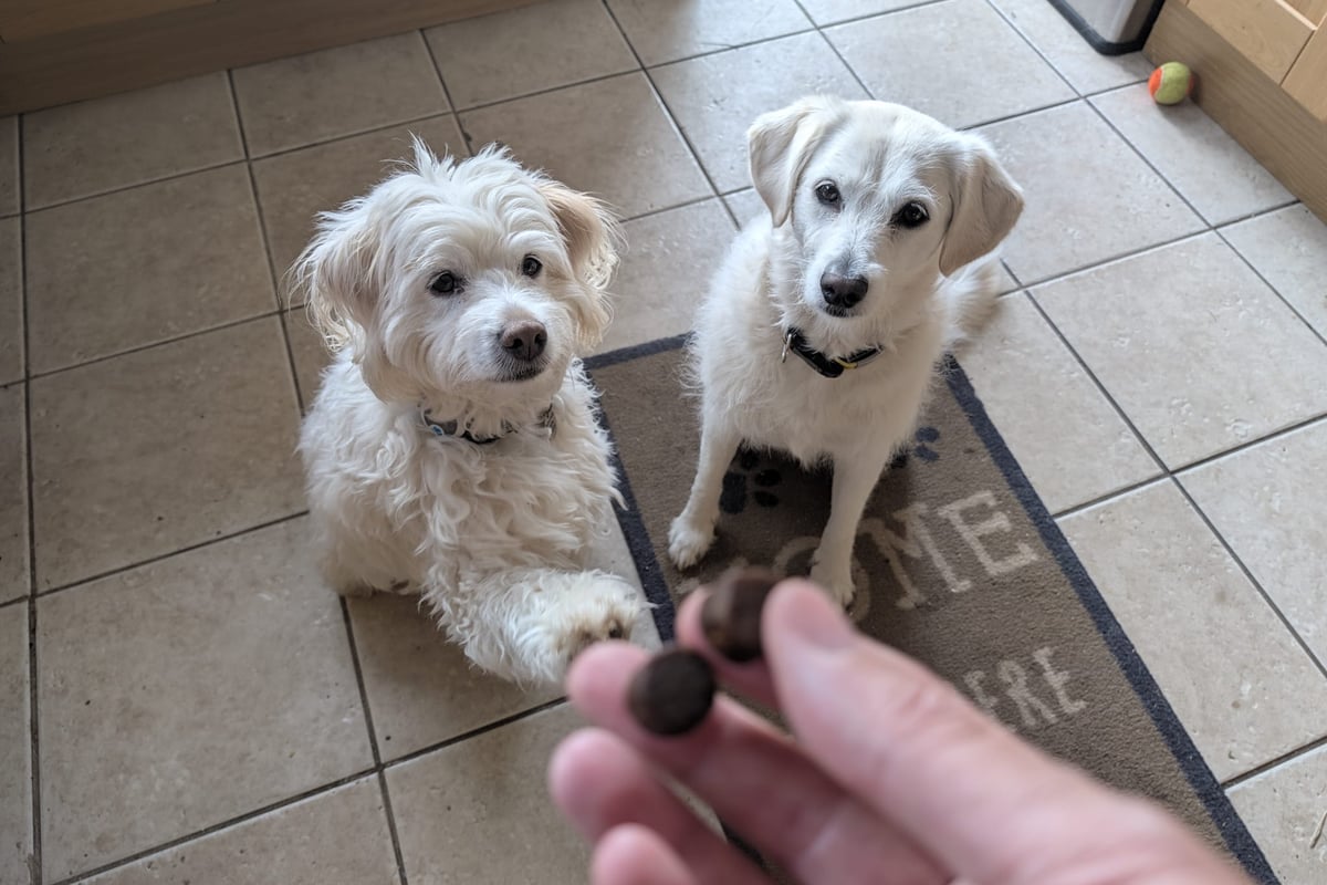 My dog would limp after playing fetch, so I tried a supplement she now comes running for
