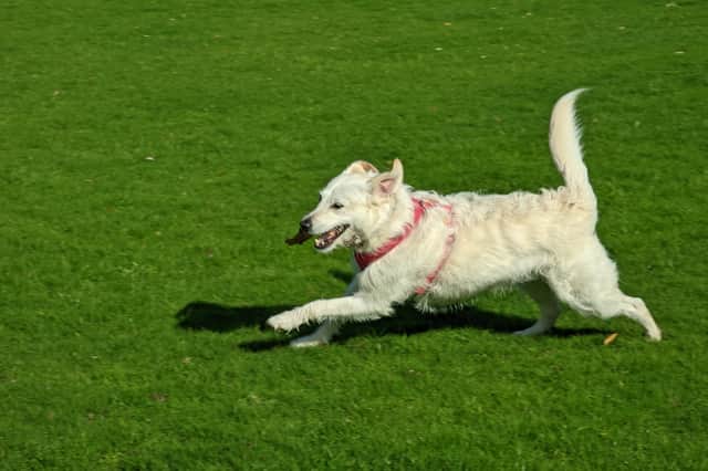 Honey loves nothing more than running around like a nutter