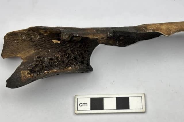 A long mammal humerus with limpet shells attached to the inside