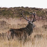 Hay's Way: Changing tide of stalking on Scotland's Deer Island