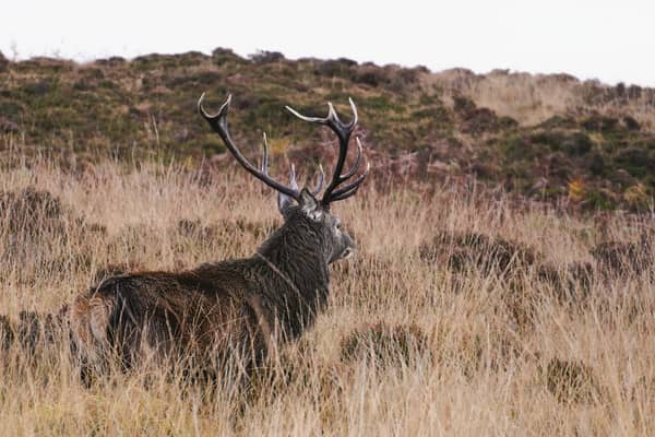 A stag on the Isle of Jura during the rutting season 