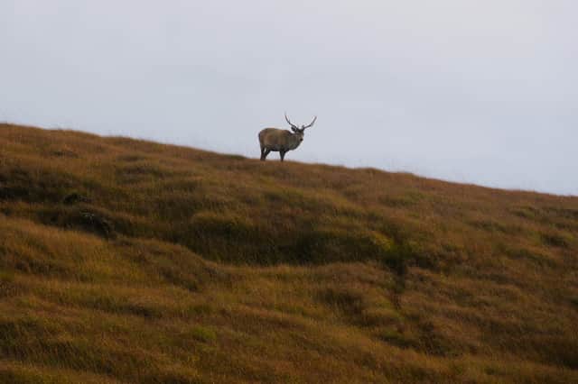 A stag on the horizon of a ridge on the south end of the Isle of Jura