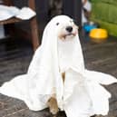 Some halloween decorations can be a risk for dog owners.