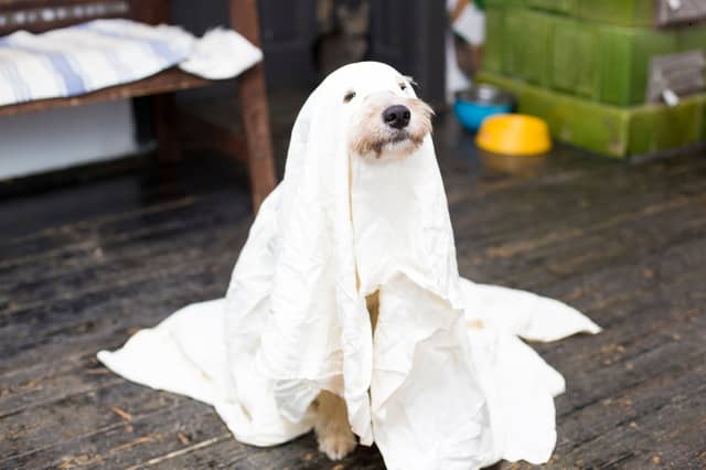 Some halloween decorations can be a risk for dog owners.