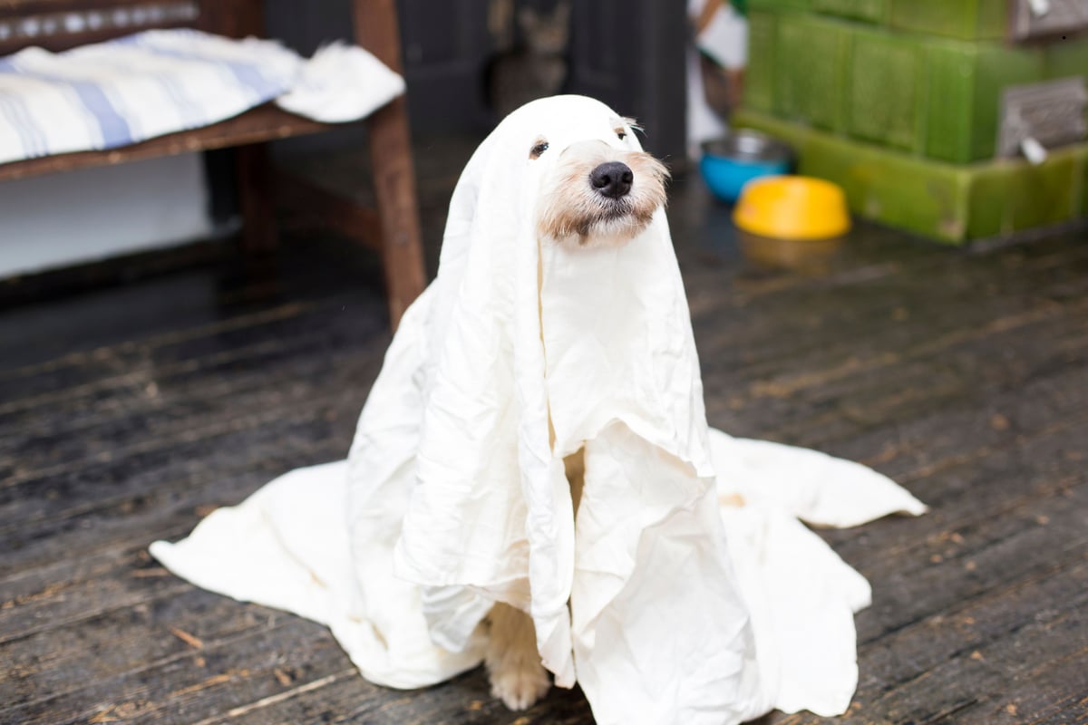 Dog and Cat Halloween Hazards 2026: Here are four spooky decorations that are dangerous for pets - and how to decorate safely 🐶