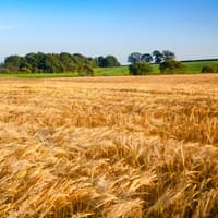 The heritage barley Golden Promise that’s making ‘forgotten’ beer and whisky possible