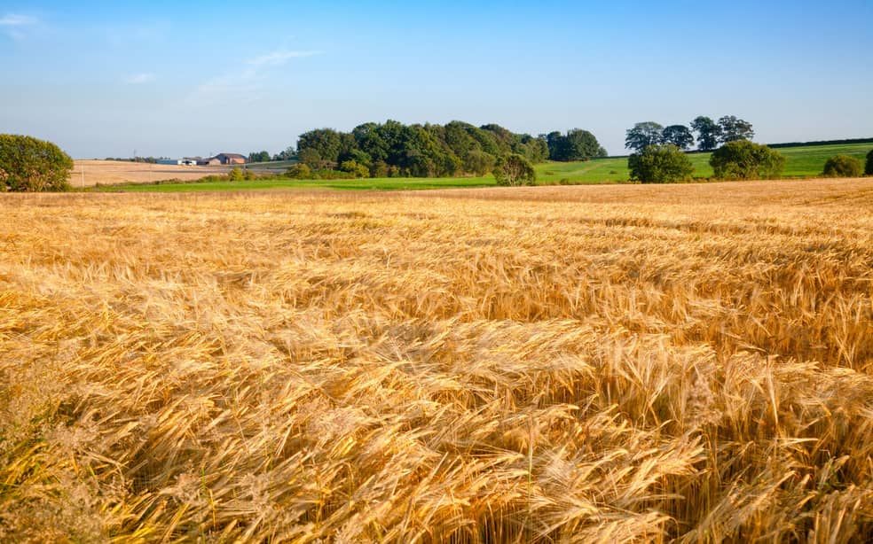 Summer rural landscape with ripe golden barley field and a farm in background. Scotland, UK