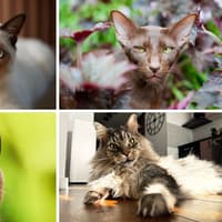 Healthiest Cat Breeds 2026: These are the 14 adorable cats that should need fewest expensive vet visits - including the loving Burmese 😺