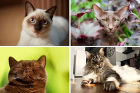 Four of the world's healthiest breed of cat.