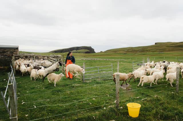 Crofting on Fair Isle -- those with experience working land and animals are among those being encouraged to apply for a new house which has become available on Fair Isle. PIC:  NTS