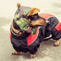 Dogs That Hate The Cold 2026: These are the 13 breeds of adorable dog that need wrapped up warm in winter - including the loving Pug 🐶