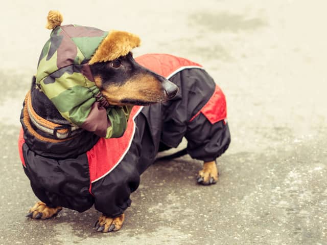 Some dogs need wrapped up in wintry weather.